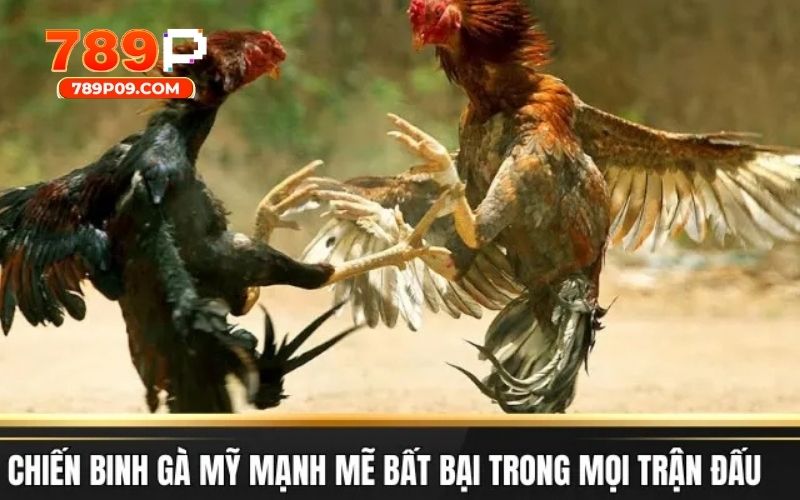 Bí kíp chinh phục các sảnh cược chọi kê tại 789P