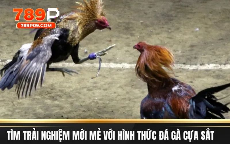 Đá cựa sắt vốn là hình thức mạnh bạo được yêu thích nhất