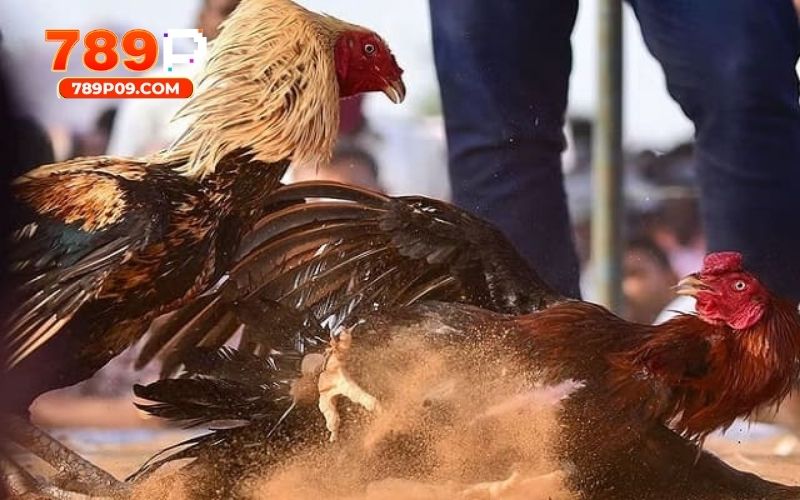 Tổng hợp vấn đề và thắc mắc liên quan đến đá gà 789P