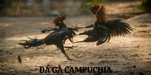Đá Gà Campuchia - Bộ Môn Giải Trí Hấp Dẫn, Kịch Tính Top 1